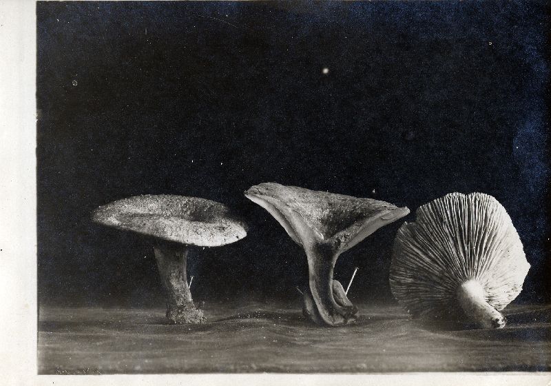 Lactarius agglutinatus image