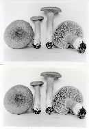 Lactarius helvus image