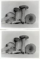 Lactarius helvus image