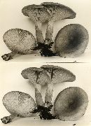 Lactarius helvus image