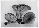 Lactarius helvus image