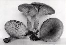 Lactarius helvus image