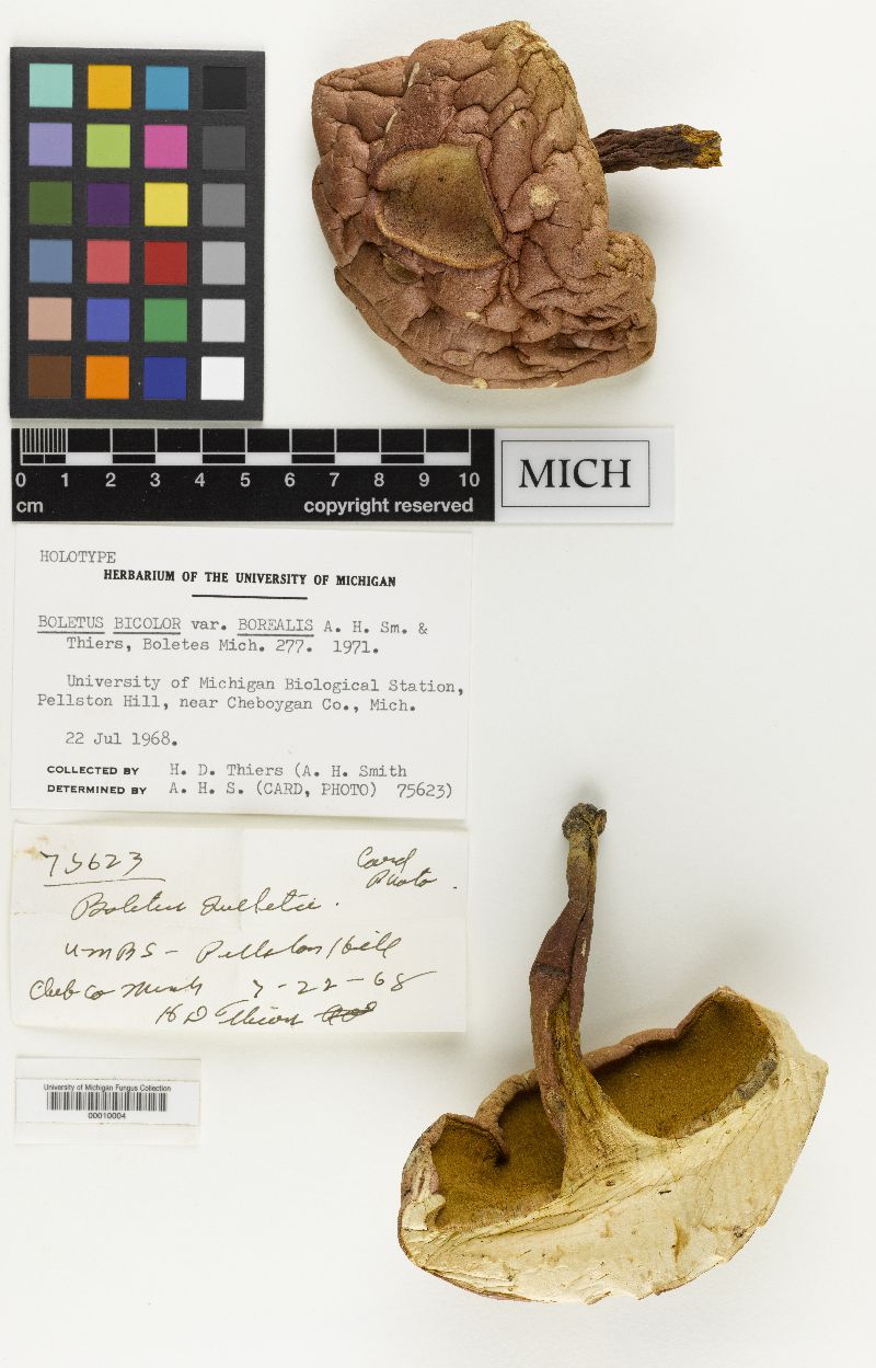 Boletus bicolor var. borealis image