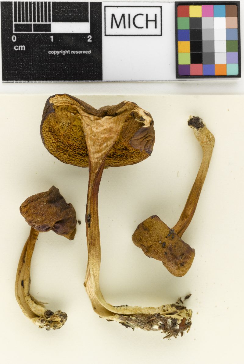 Boletus brunneocitrinus image