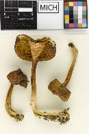 Boletus brunneocitrinus image