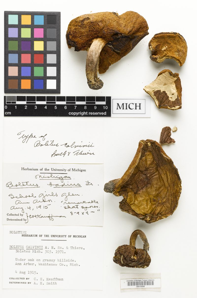 Boletus calvinii image