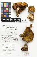 Boletus calvinii image