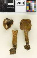 Boletus fagicola image