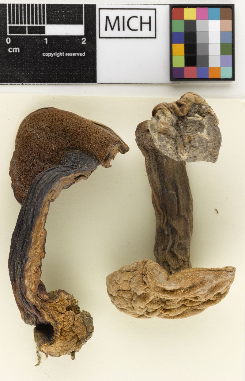 Boletus felleus f. albiceps image