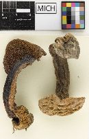 Boletus felleus f. albiceps image