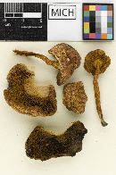 Boletus harrisonii image