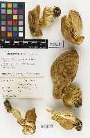 Boletus huronensis image