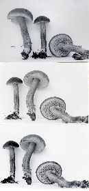 Boletus flavorubellus image