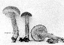 Boletus flavorubellus image