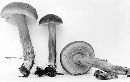 Boletus flavorubellus image