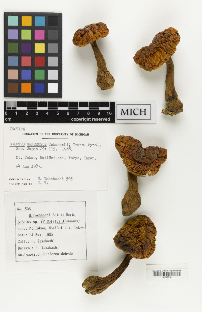 Boletus generosus image