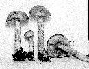 Boletus longicurvipes image