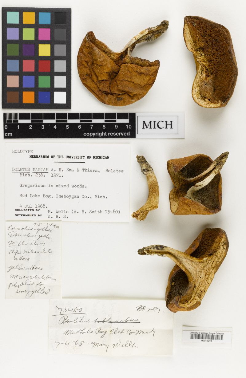 Boletus mariae image