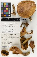 Boletus miniato-pallescens image