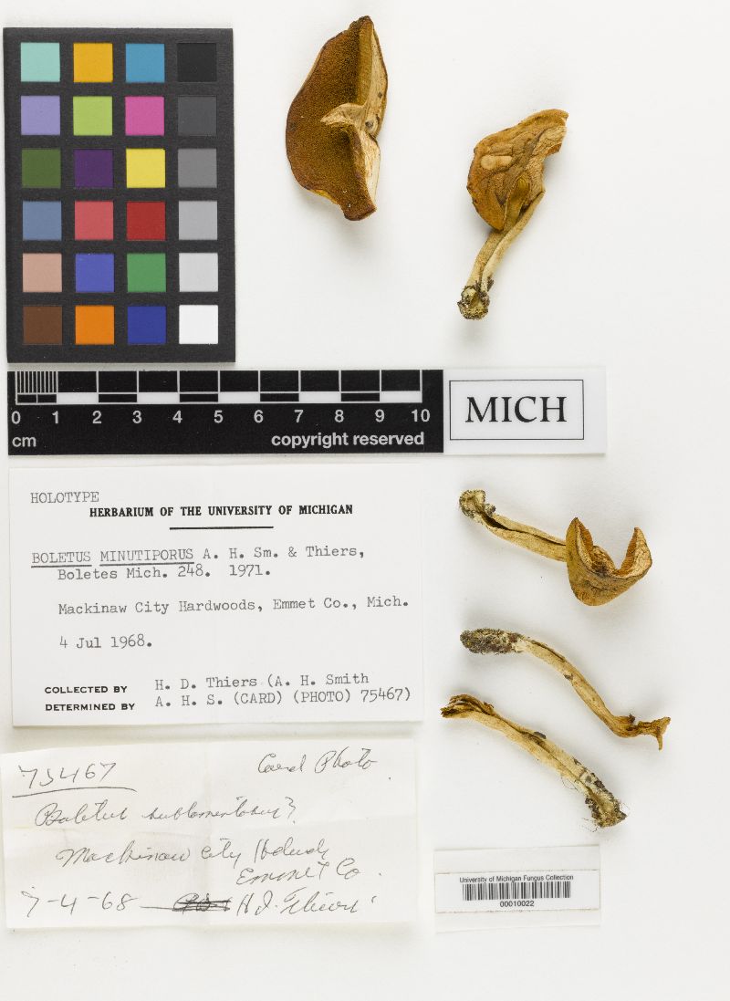 Boletus minutiporus image