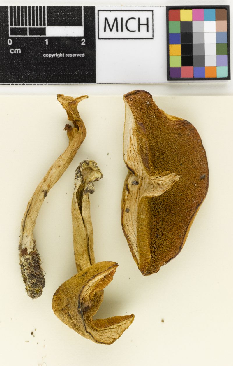 Boletus minutiporus image