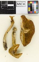 Boletus minutiporus image