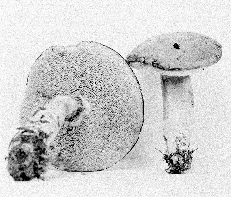 Boletus minutiporus image