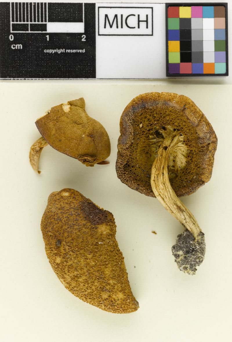 Boletus nancyae image