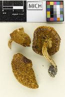 Image of Boletus nancyae