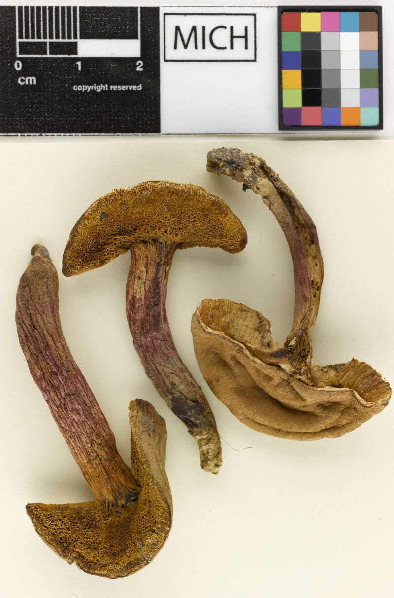 Boletus patriciae image