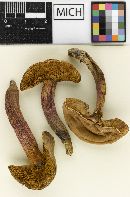 Boletus patriciae image