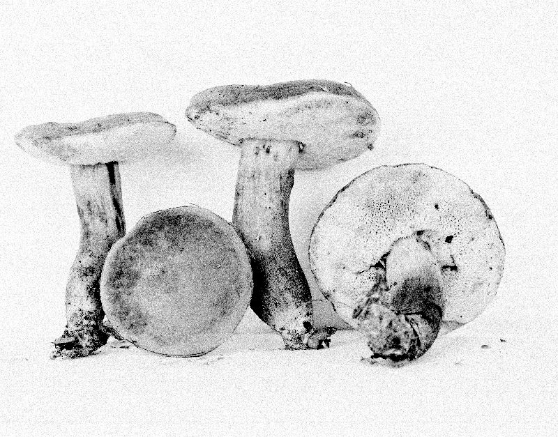 Boletus patriciae image
