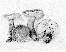 Boletus patriciae image