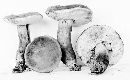 Boletus patriciae image