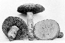 Boletus pseudo-olivaceus image