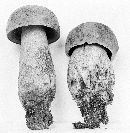 Boletus pseudo-olivaceus image