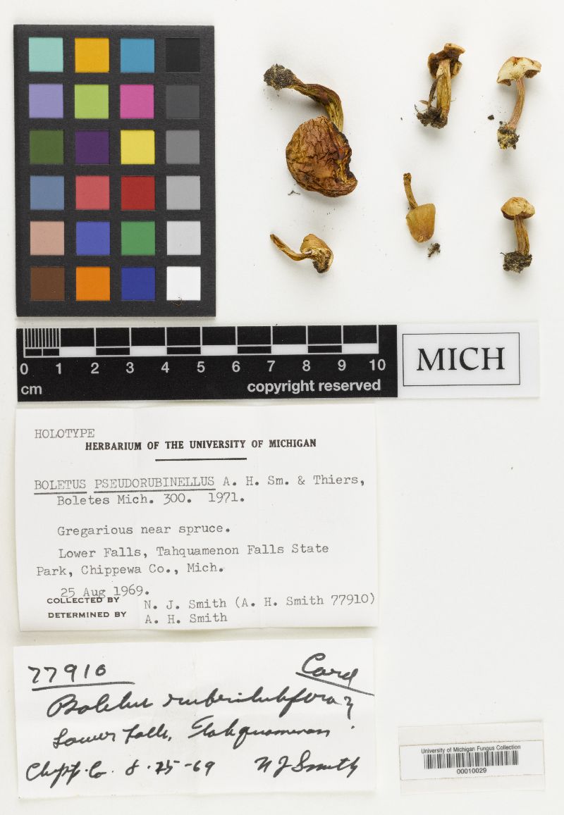 Boletus pseudorubinellus image