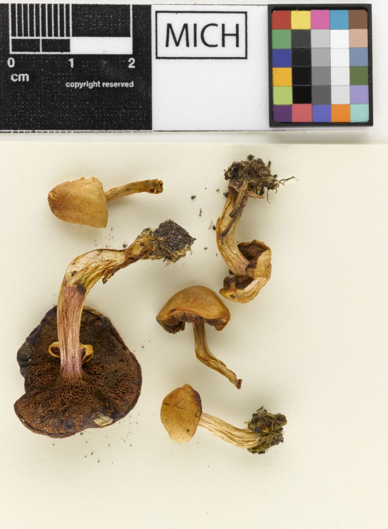 Boletus pseudorubinellus image