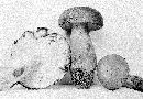 Boletus pseudosensibilis image