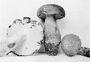 Boletus pseudosensibilis image