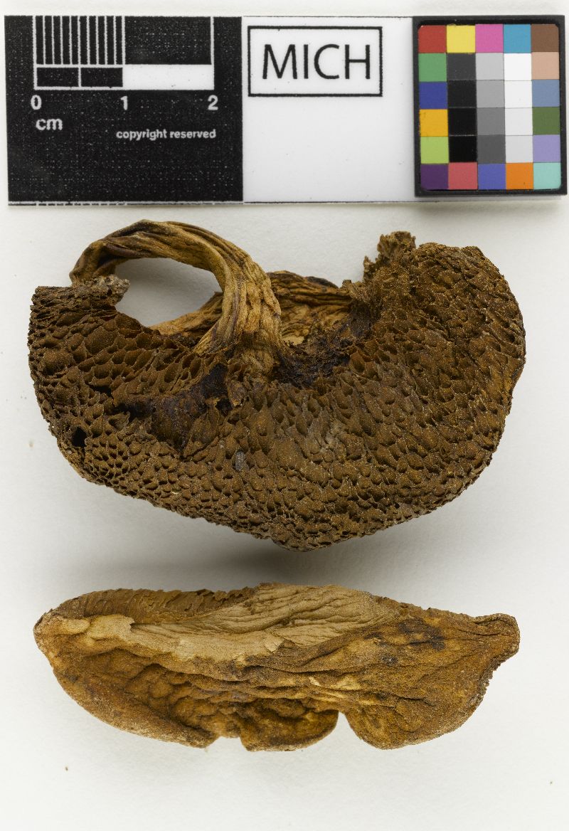 Boletus roseibrunneus image