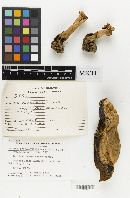 Boletus piedmontensis image