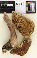 Boletus pseudoseparans image