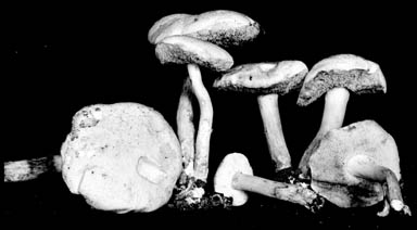 Boletus rubellus var. flammeus image