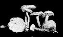 Boletus rubellus var. flammeus image