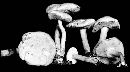 Boletus rubellus image