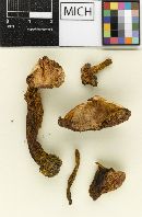 Boletus rubritubifer image