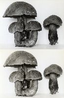 Boletus rubroflammeus image