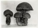 Boletus rubroflammeus image