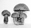 Boletus rubroflammeus image